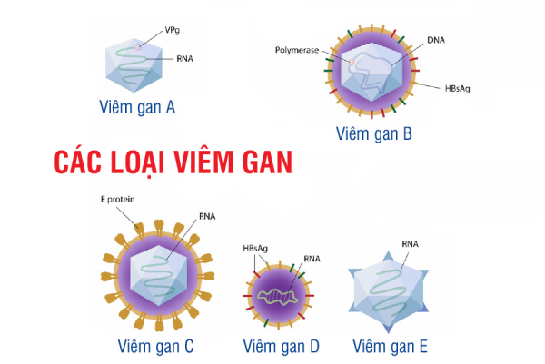 Các loại virus phổ biến dẫn đến viêm gan